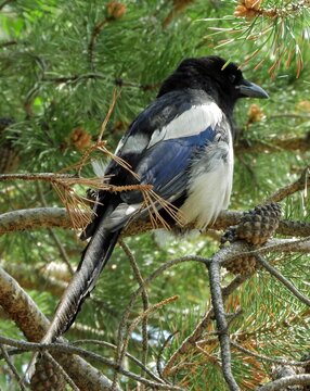 a colorful black-billed magpie perched in a pine tree in summer at lake dillon, summit county, in the rocky mountains of colorado