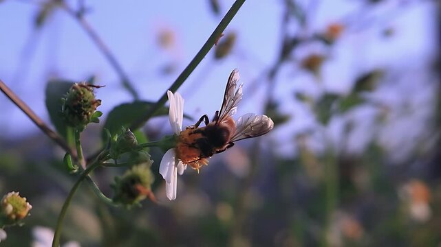 Cinematic 4K close up of a Giant Honey Bee (Apis dorsata) foraging on white Bidens pilosa flowers at sunrise, revealing authentic nectar feeding and pollen collection in nature