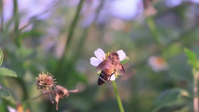 Cinematic 4K close up of a Giant Honey Bee (Apis dorsata) foraging on white Bidens pilosa flowers at sunrise, revealing authentic nectar feeding and pollen collection in nature