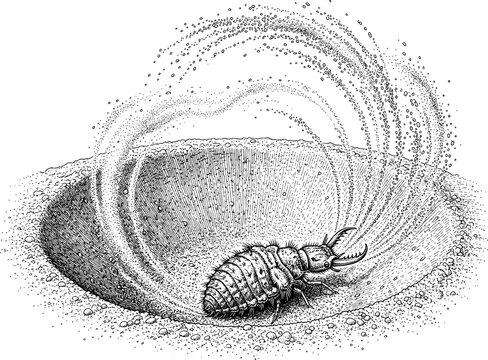 Antlion with Sand Trap and Larva, Hand Drawn Black and White Engraving Style Insect Illustration