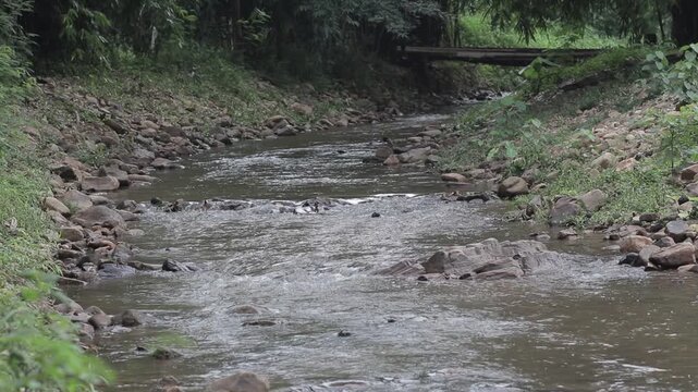 Scenic view of a winding forest stream flowing over rocks with a wooden bridge in the background. Peaceful tropical rainy season landscape.