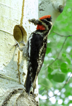 a mother  red-naped sapsucker bringing a meal of insects to her babies in their nest in  the side of an aspen tree  in summer along rock creek road in the  white river national forest north of silvert
