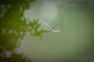 Dragonfly hovers above a still green pond with wings spread wide. Veined wings glint as reflections drift below capturing a brief sense of delicate balance and reflective calm. © Chornogirskyi