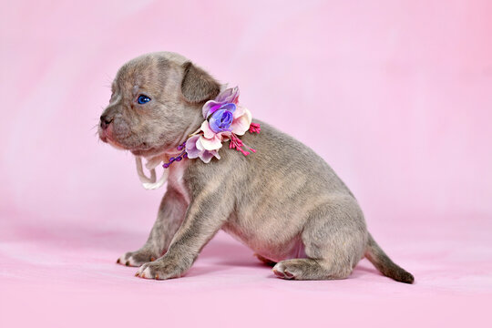 Four weeks purebred young Lilac Brindle French Bulldog puppy with healthy long nose and tail and flower collar in front of pink studio background