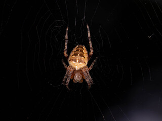 European Garden Spider from Behind in Web - Araneus diadematus Macro. High quality photo