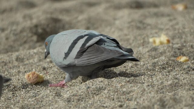 Pigeon feeding sand close up shot of a rock pigeon eating bread crumbs on a sunny beach outdoors during summer