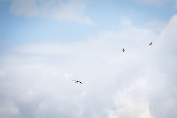 Fototapeta premium Open sky with soft clouds and wide blue invites three birds to drift across in graceful formation. A minimalist scene full of light movement and airy freedom ideal for spacious backgrounds.