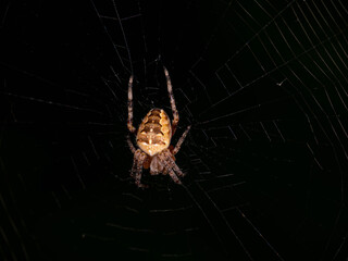 European Garden Spider from Behind in Web - Araneus diadematus Macro. High quality photo