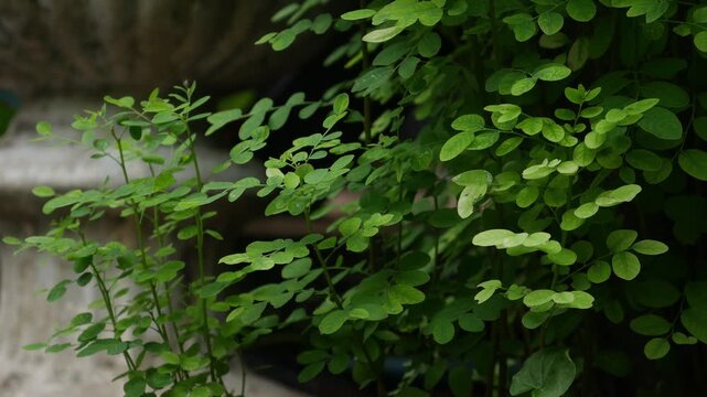 Small Green Leaflets on Bushy Shrub Branch, Fresh Tropical Garden Foliage Close-Up