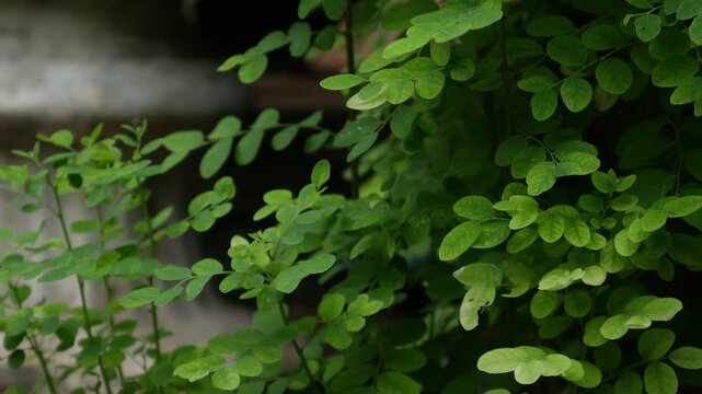 Small Green Leaflets on Bushy Shrub Branch, Fresh Tropical Garden Foliage Close-Up