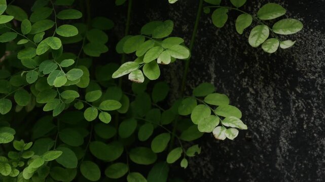 Small Green Leaflets on Bushy Shrub Branch, Fresh Tropical Garden Foliage Close-Up