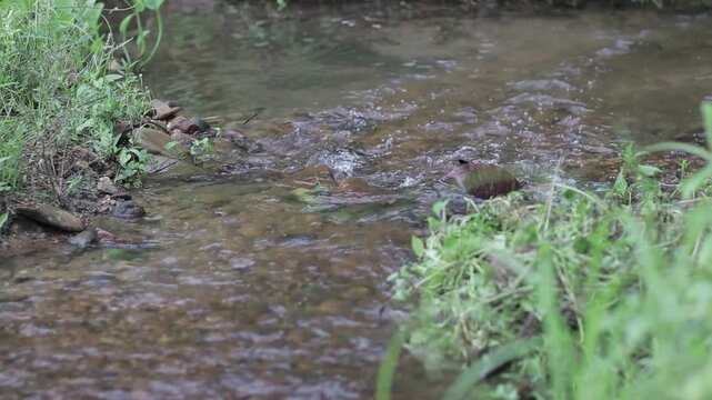 Clear shallow stream water flowing over colorful pebbles and rocks with green grass on the banks. Peaceful and refreshing natural forest creek.
