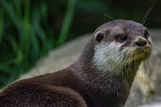 Asian small-clawed otter (Aonyx cinereus), also known as the oriental small-clawed otter, swimming in its natural habitat. This small semi-aquatic mammal is the smallest otter species in the world