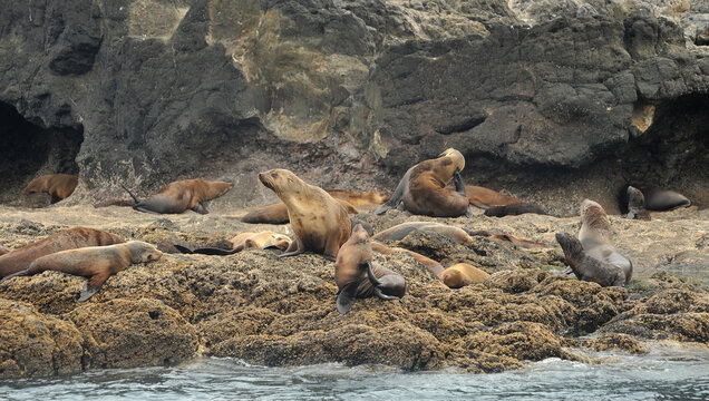 sea lions at home relaxinxing and snoozing away their day on Seal Rocks -Phillip Island Victoria