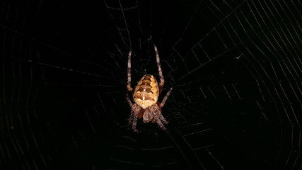 European Garden Spider from Behind in Web - Araneus diadematus Macro. High quality photo