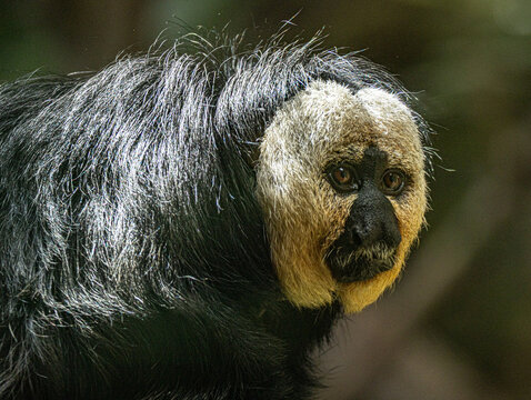 White-faced saki (Pithecia pithecia) with distinctive white face and dark shaggy fur, perched in tropical rainforest canopy of South America
