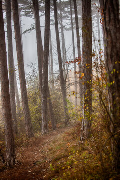 morning in the misty forest