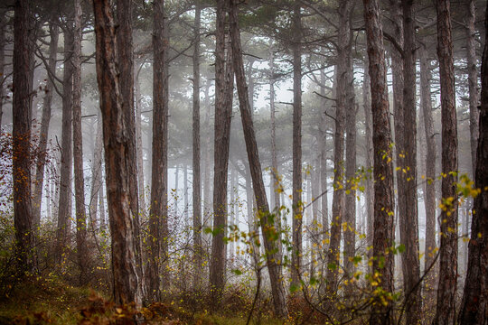 morning in the misty forest