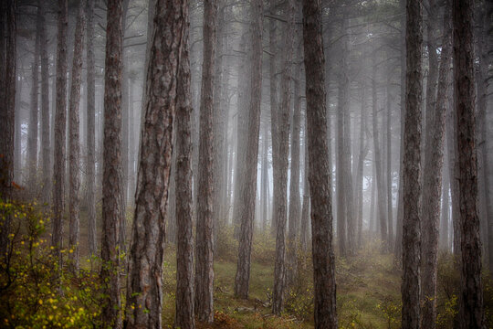 morning in the misty forest