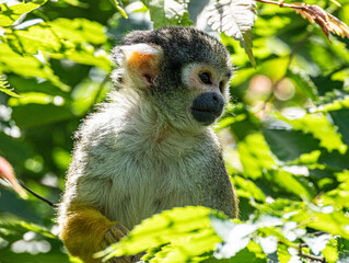 Squirrel monkey perched on branch, alert gaze, natural light © Ludovic
