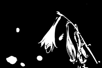 Grafische Blumen-Silhouette in Schwarz-Weiß mit Lilienblüte und Insekt © Pawel Hordjewicz