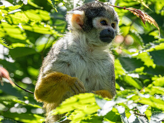 Squirrel monkey perched on branch, alert gaze, natural light © Ludovic