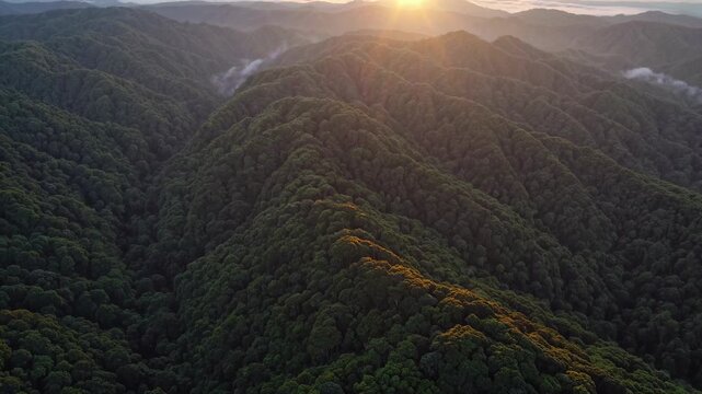 Aerial view of lush green mountain landscape at sunrise, golden light illuminating the treetops and creating a serene atmosphere over the forested hills
