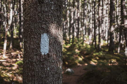 White Appalachian trail marker blaze on a tree trunk in woods, Maine