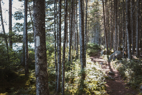 White Appalachian trail blaze on a tree along a forest path, Maine