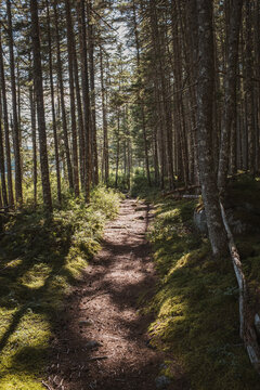 Sun dappled hiking trail through a dense forest