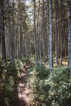 Winding dirt path through a sunlit forest, Appalachian Trail, Maine.
