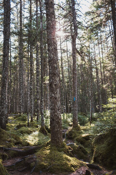 Morning light shines on a mossy forest trail in Maine.