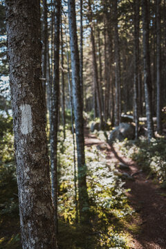 White blaze marking the Appalachian Trail, Baxter State Park, Maine