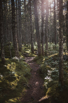 Sunlit path winds through a dense mossy forest