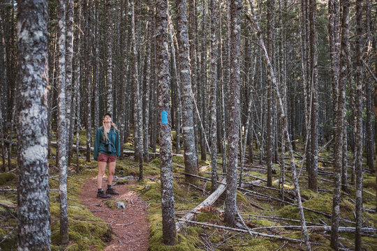 Hiker gazes up at tall trees in forest, Baxter State Park, Maine