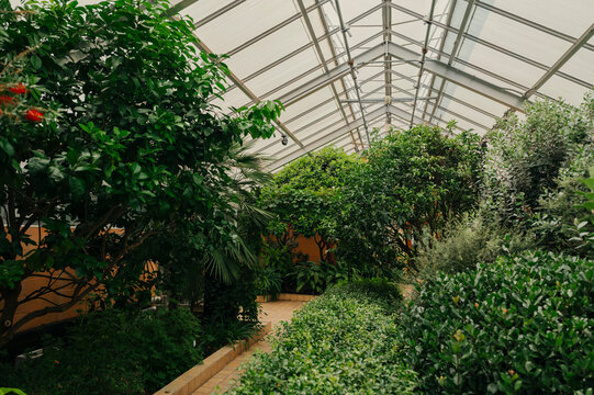 Greenhouse filled with lush tropical plants.