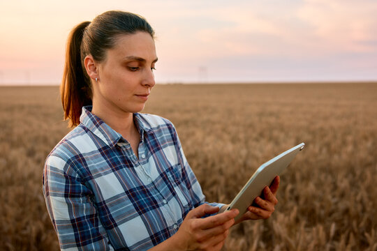 Female farmer using tablet in smart wheat field farming