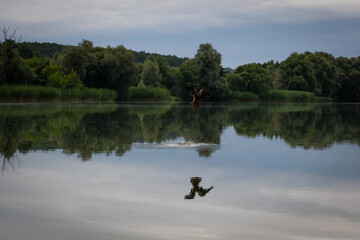 After the dive only a pale splash remains and rings drift across the lake. The restless water cuts the calm mirror while distant trees watch over a fading echo of flight. © Chornogirskyi