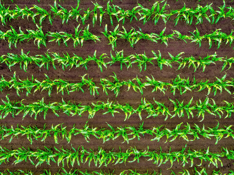 Young corn plants growing in rows in field