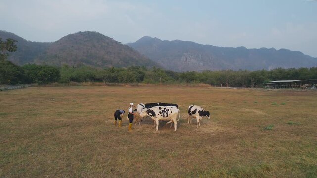Aerial view of man and woman dairy farmers working together at livestock farm. 