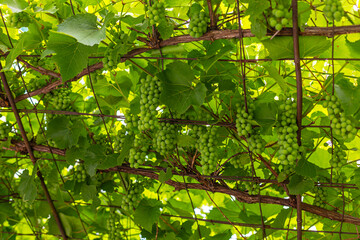 Clusters of Green Grapes Growing on a Leafy Vine. Clusters of unripe green grapes hanging beneath a leafy sunlit vine trellis. © Iryna