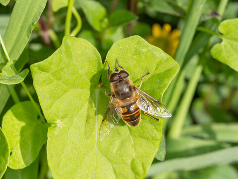 Bio Diversity - Eristalis tenax - Drone Fly on Leaf. High quality photo