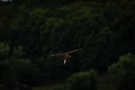 From behind the raptor glides away over a dark forested slope. Evening haze softens the hills as the bird drifts toward distance and a quiet river valley slips from view.