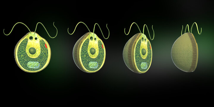 Euglena Cell  Showing Cellular Structure and Movement