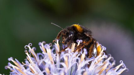 Bio Diversity - Bombus terrestris - Large Earth Bumlebee on Purple Flower - Collecting Pollen High quality photo © Aleksandra