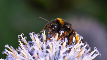 Bio Diversity - Bombus terrestris - Large Earth Bumlebee on Purple Flower - Collecting Pollen High quality photo © Aleksandra