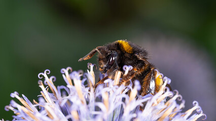 Bio Diversity - Bombus terrestris - Large Earth Bumlebee on Purple Flower - Collecting Pollen High quality photo © Aleksandra