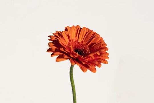 Close-up of Orange Gerbera Flower Bloom. Aesthetic Flower Composition