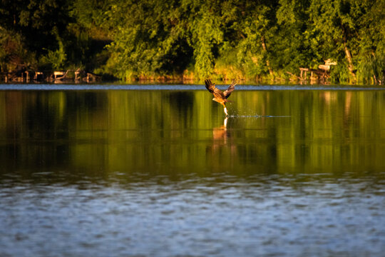 The hunting bird lifts one talon to rake the lake surface in a burst of spray as soft reflections ripple through green and gold a decisive instant of precision and power