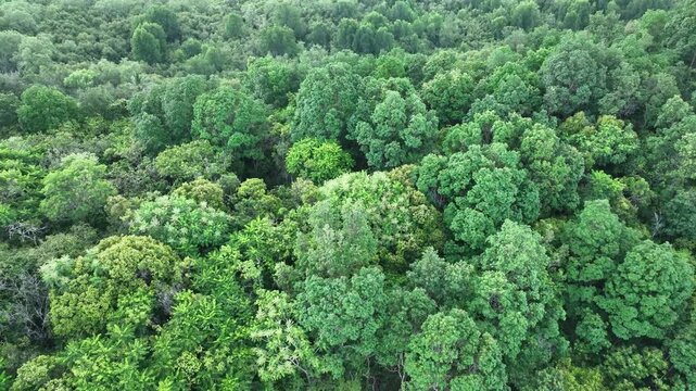 A vast expanse of lush mangrove forest stretches along the coastline, standing firm with unique roots piercing the tidal waters, keeping the coastal ecosystem green and protected